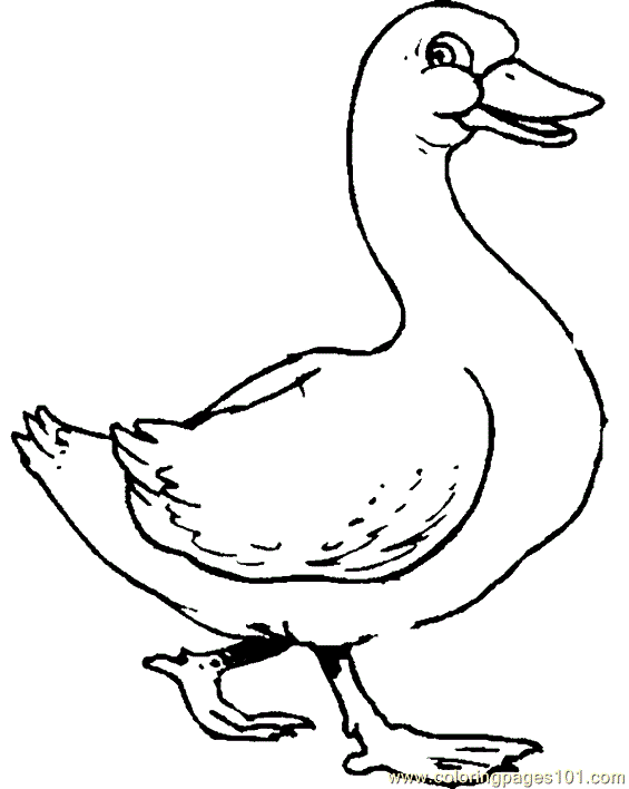Duck coloring #2, Download drawings
