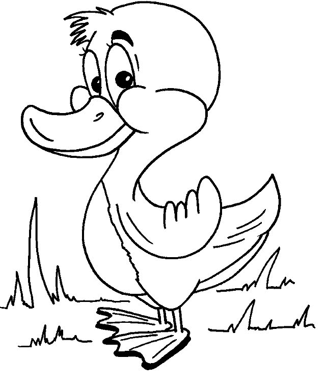 Duck coloring #12, Download drawings