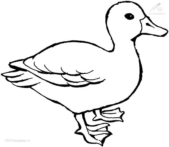 Duck coloring #15, Download drawings