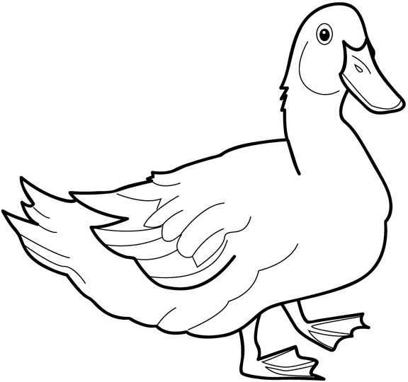 Duckling coloring #15, Download drawings