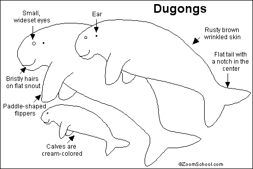 Dugong coloring #19, Download drawings
