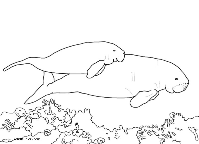 Dugong coloring #17, Download drawings