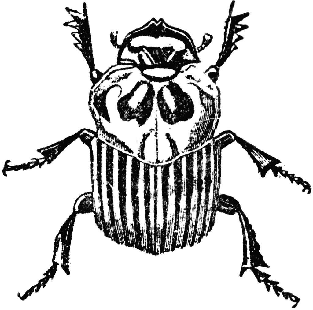 Dung Beetle clipart #7, Download drawings