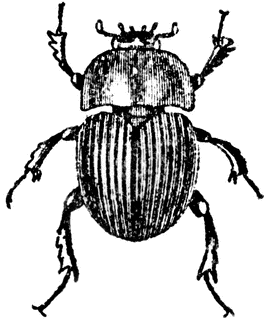 Dung Beetle clipart #20, Download drawings