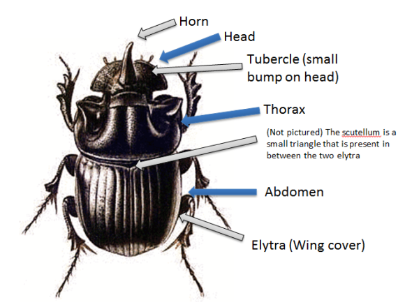 Dung Beetle svg #14, Download drawings