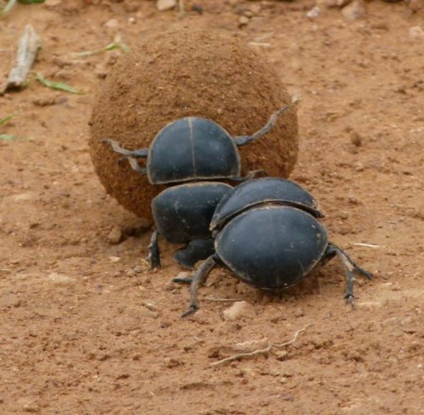 Dung Beetle svg #6, Download drawings