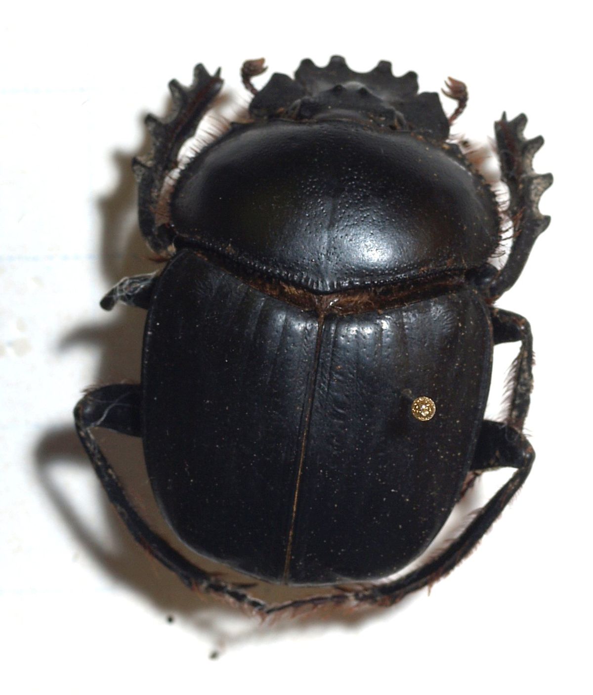 Dung Beetle svg #11, Download drawings