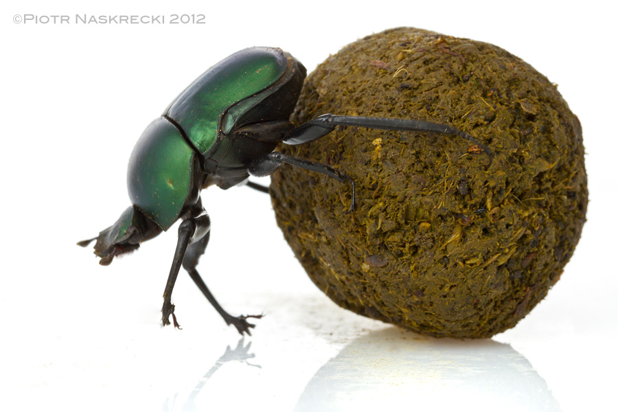 Dung Beetle svg #9, Download drawings