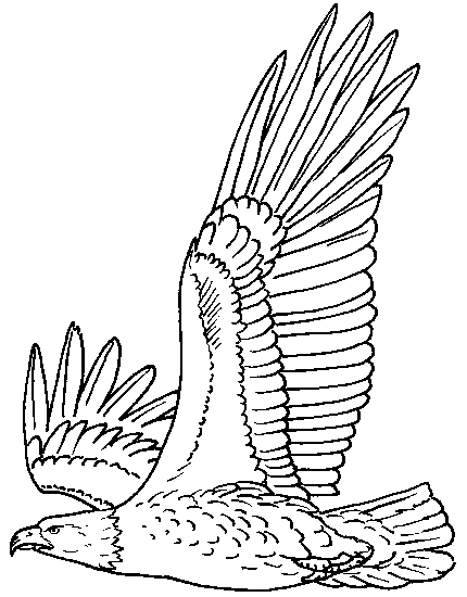 Eagle coloring #14, Download drawings