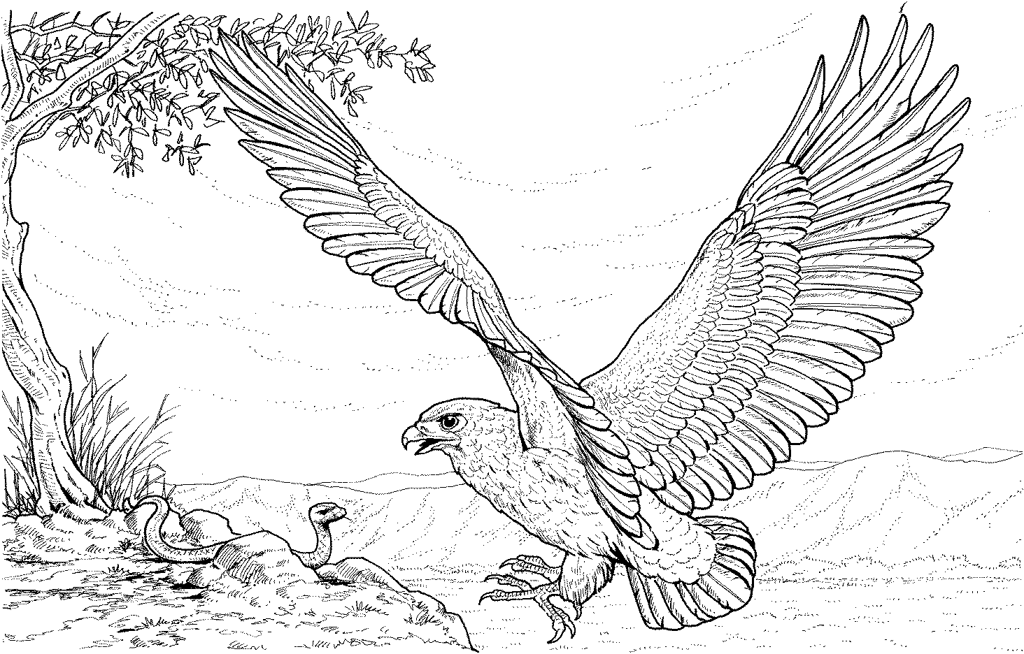 Eagle coloring #15, Download drawings