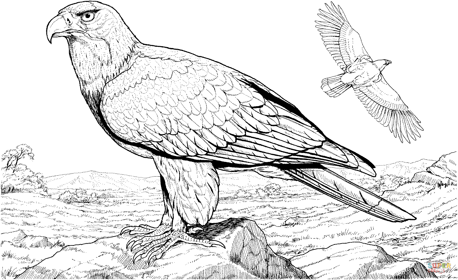 Eagle coloring #2, Download drawings