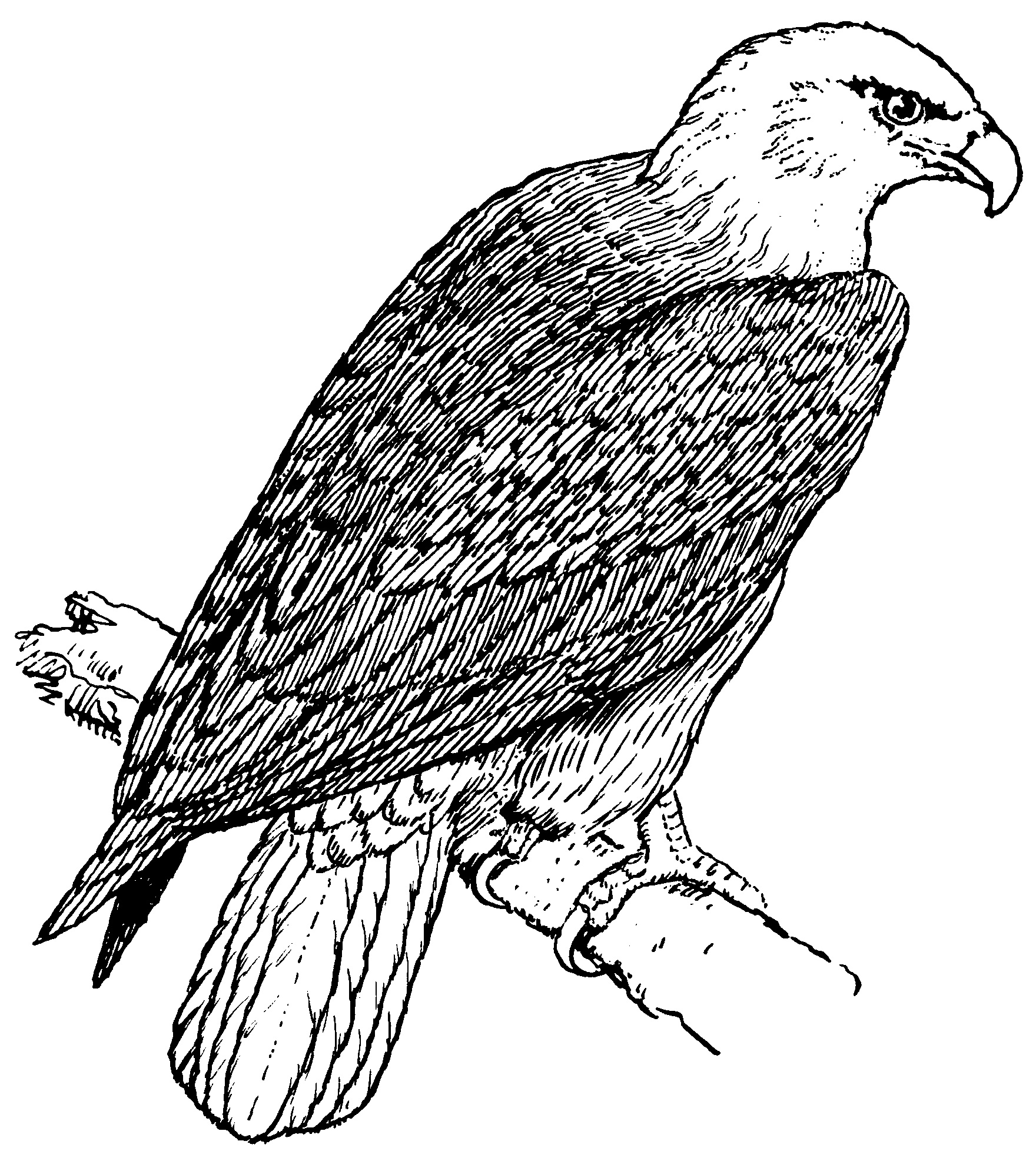 Eagle coloring #13, Download drawings
