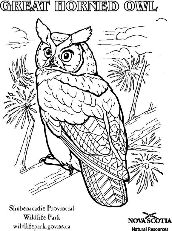 Horned Owl coloring #3, Download drawings