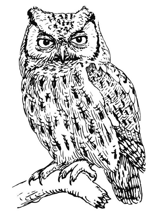 Eagle-owl coloring #17, Download drawings