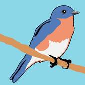Eastern Bluebird clipart #19, Download drawings