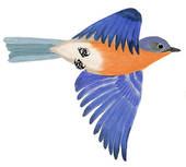 Eastern Bluebird clipart #3, Download drawings