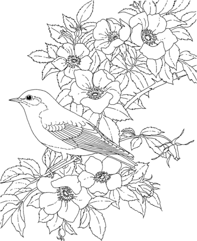 Eastern Bluebird coloring #4, Download drawings