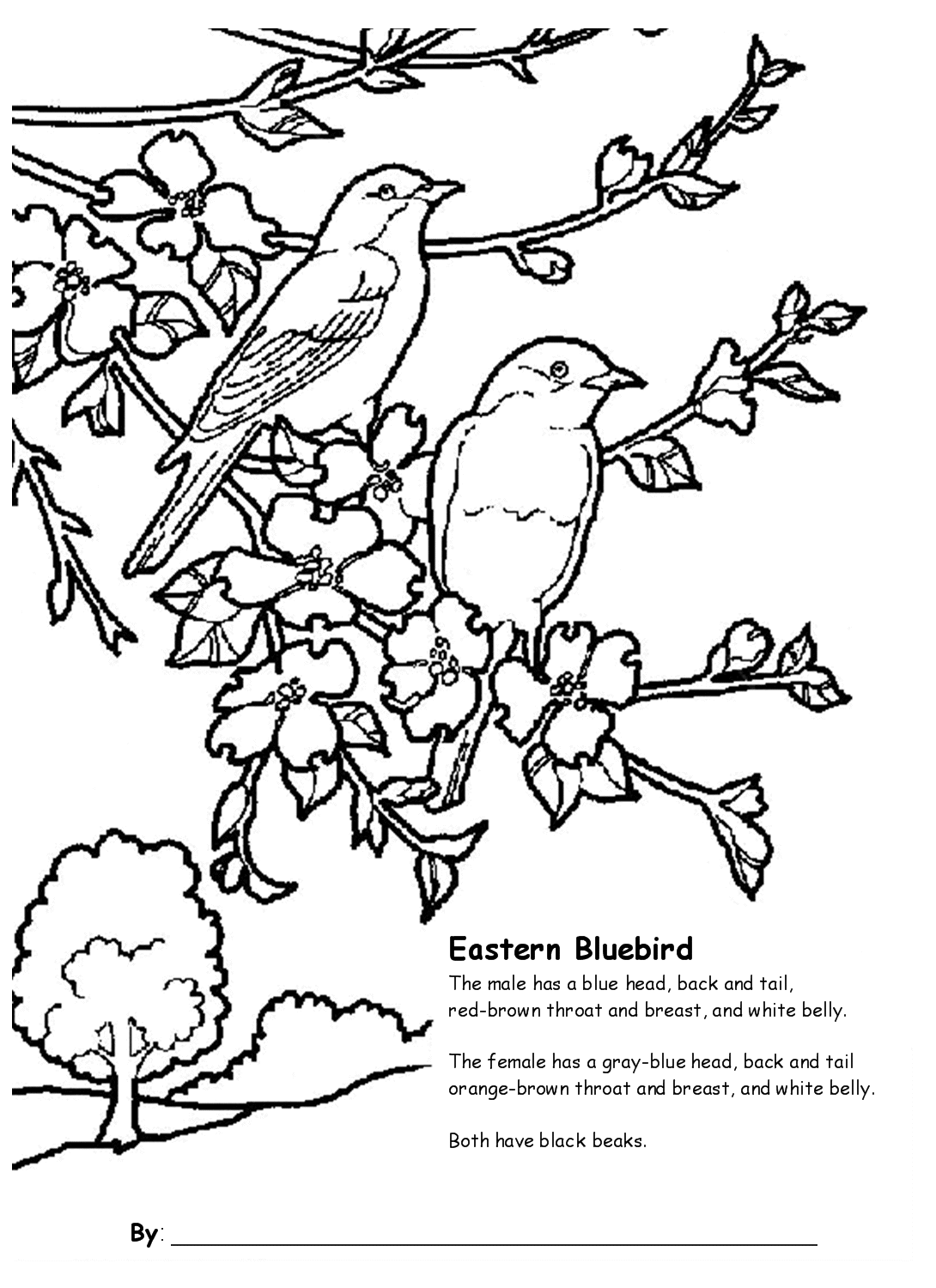 Eastern Bluebird coloring #2, Download drawings