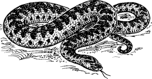 White Python clipart #12, Download drawings