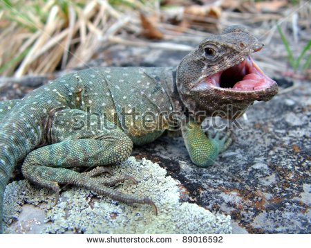 Eastern Collared Lizard clipart #5, Download drawings