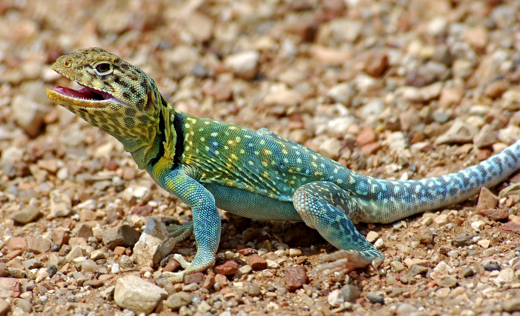 Eastern Collared Lizard svg #19, Download drawings
