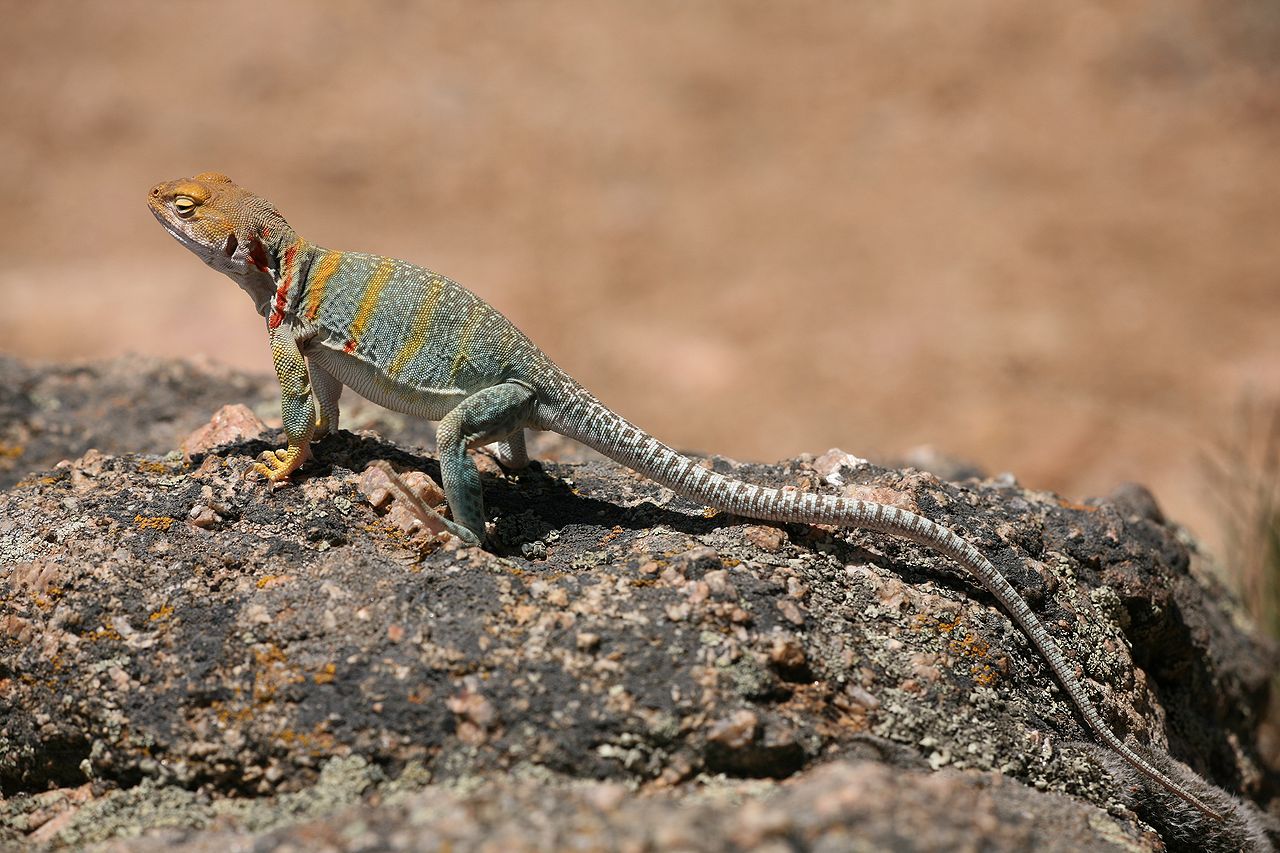 Eastern Collared Lizard svg #7, Download drawings