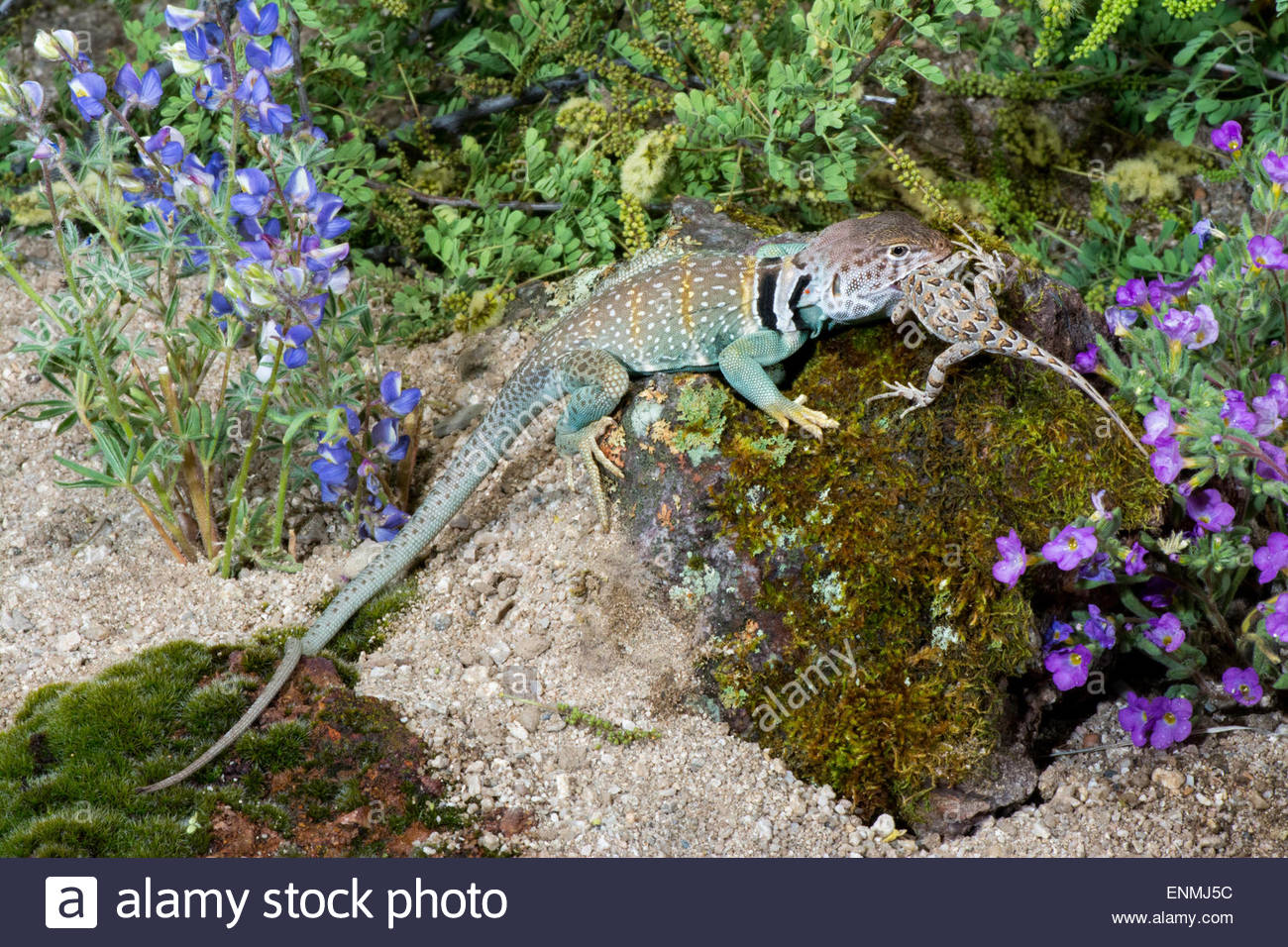 Eastern Collared Lizard svg #1, Download drawings