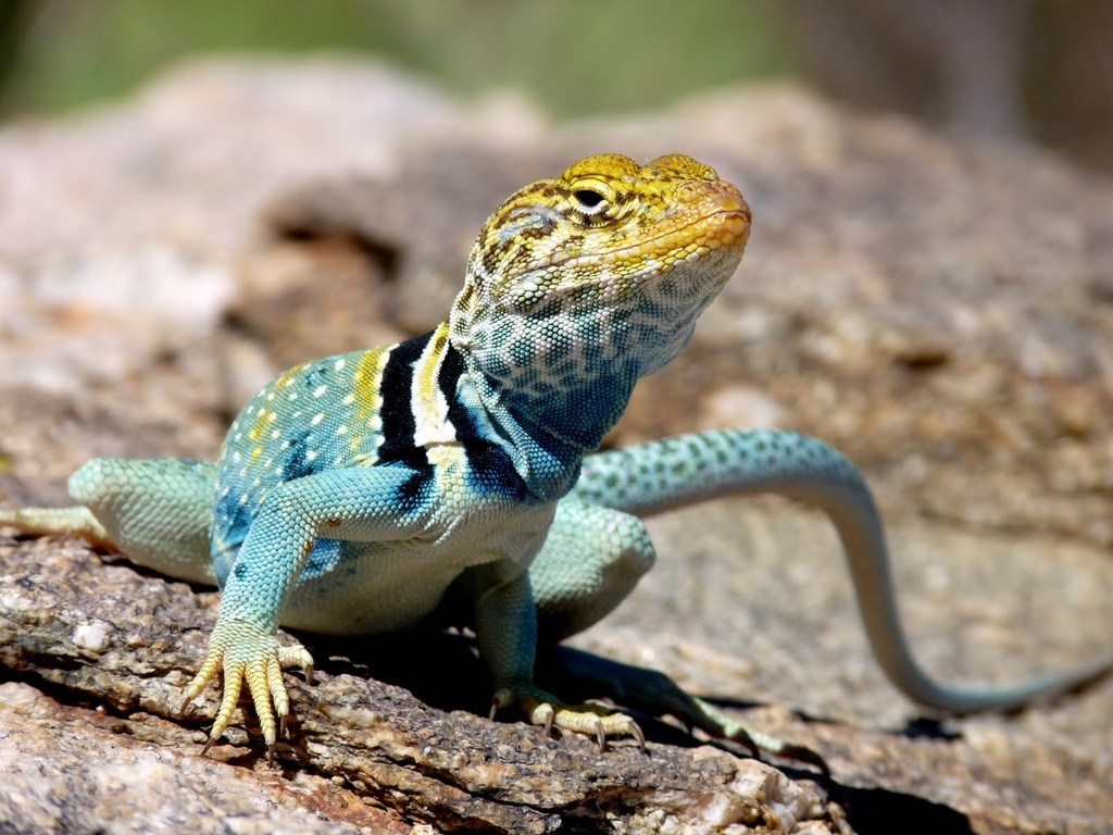 Eastern Collared Lizard svg #8, Download drawings