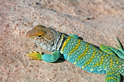 Eastern Collared Lizard svg #18, Download drawings