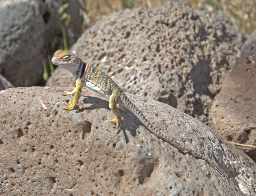 Eastern Collared Lizard svg #17, Download drawings