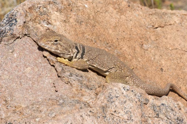 Eastern Collared Lizard svg #14, Download drawings