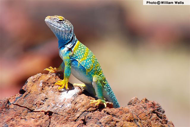 Eastern Collared Lizard svg #13, Download drawings