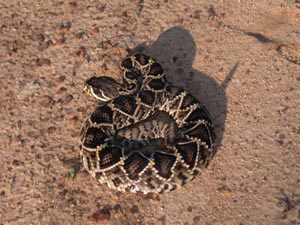 Eastern Diamondback Rattlesnake clipart #14, Download drawings