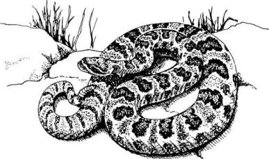 Eastern Diamondback Rattlesnake coloring #14, Download drawings