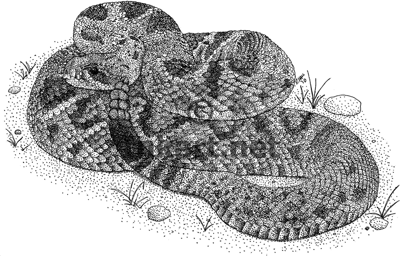 Eastern Diamondback Rattlesnake coloring #4, Download drawings