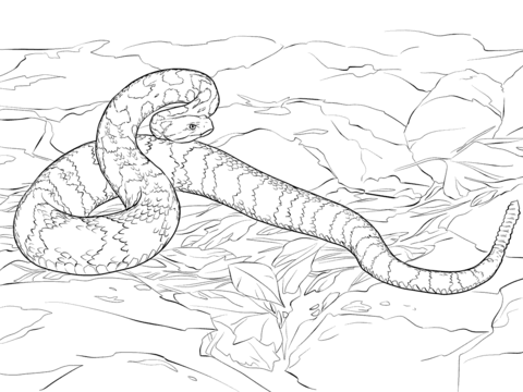 Eastern Diamondback Rattlesnake coloring #7, Download drawings