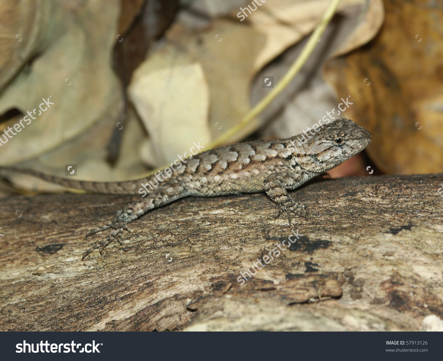 Eastern Fence Lizard clipart #5, Download drawings