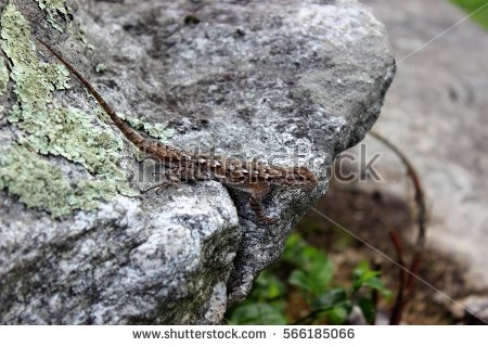 Eastern Fence Lizard clipart #14, Download drawings