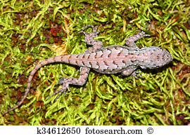 Eastern Fence Lizard clipart #3, Download drawings