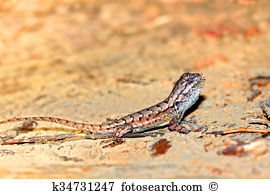 Eastern Fence Lizard clipart #2, Download drawings
