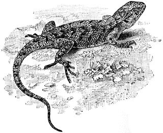 Eastern Fence Lizard clipart #17, Download drawings