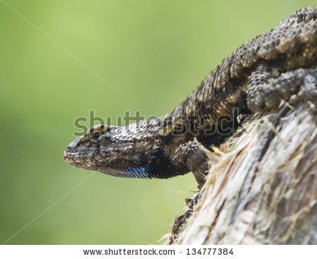 Eastern Fence Lizard clipart #1, Download drawings