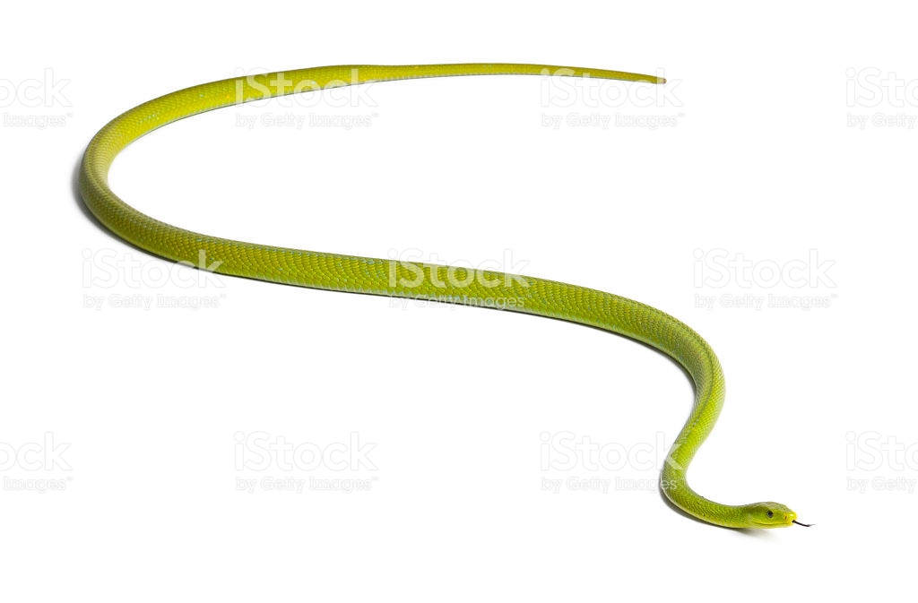 Eastern Green Mamba clipart #9, Download drawings
