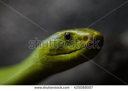 Eastern Green Mamba clipart #8, Download drawings