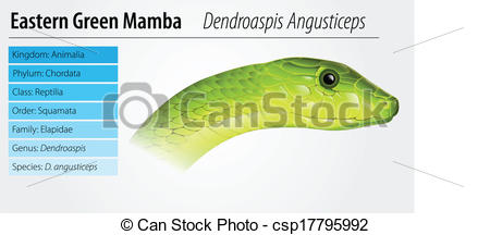 Eastern Green Mamba clipart #7, Download drawings
