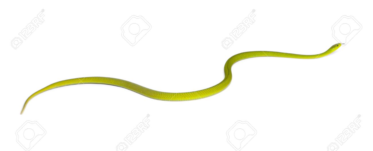 Eastern Green Mamba clipart #5, Download drawings