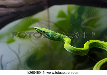 Eastern Green Mamba clipart #7, Download drawings