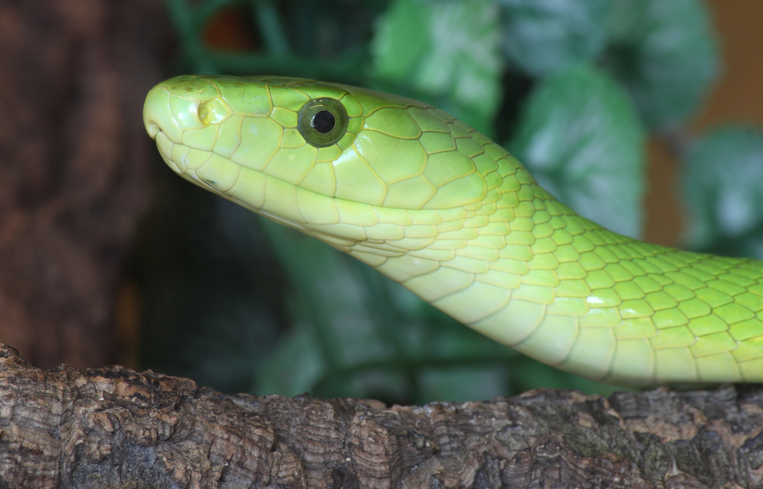 Eastern Green Mamba svg #5, Download drawings