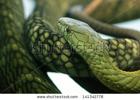Eastern Green Mamba svg #4, Download drawings