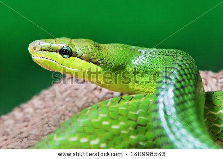 Eastern Green Mamba svg #11, Download drawings
